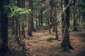 Forest of pine in the mountains