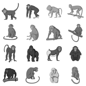 Different monkeys icons set monochrome