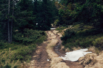 Fototapeta premium sandy road by pine forest