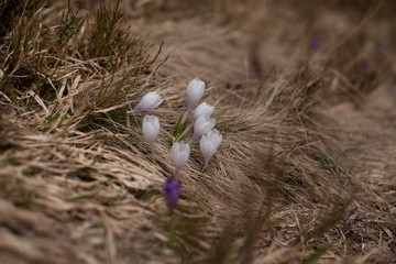 Spring flowers. Blooming violet crocuses in mountains. Glade primroses. Solar landscape. Carpathians, Ukraine, Europe