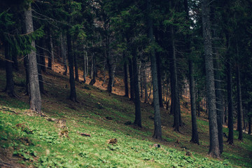 Forest of pine in the mountains