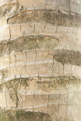 Brown coconut tree bark texture