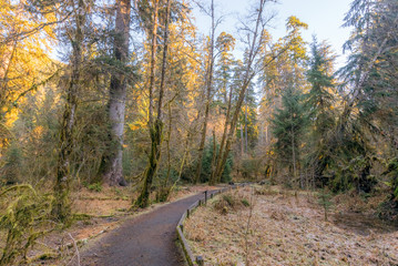 Hoh Rain Forest in Olympic Peninsula with sun shining through the trees. Hoh Rain Forest, Olympic National Park, Washington state, USA