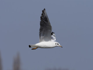 Fototapeta na wymiar Black-headed gull, Larus ridibundus