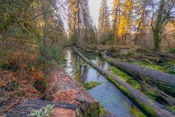 Swamp in the winter rainforest. Tree trunks covered with moss. HOH RAIN FOREST, Olympic National Park, Washington state, USA
