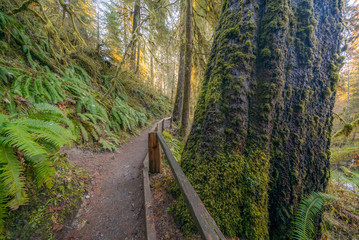 Hall of Mosses Trail is the most beautiful in Hoh Rain Forest. The Olympic Peninsula is home for gorgeous rain forests. Olympic National Park, Washington state, USA