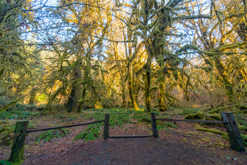 Hoh Rain Forest in Olympic Peninsula with sun shining through the trees. Hoh Rain Forest, Olympic National Park, Washington state, USA