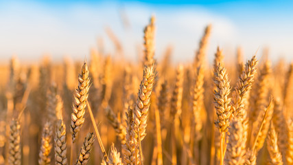 Sunny golden wheat field with blue sky in background © bubutu