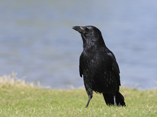 Carrion crow, Corvus corone