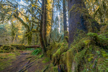Fototapeta na wymiar Amazing interlacing of the roots of large trees. Hoh Rain Forest is one of the largest temperate rainforests in the USA. Olympic National Park, Washington state, USA