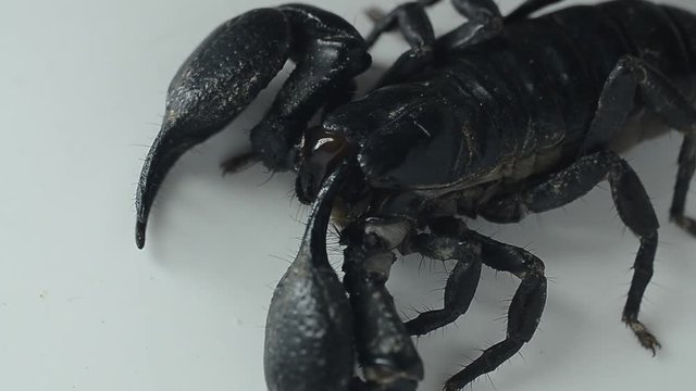 scorpion cleaning arm.
