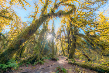 Obraz premium Fairy forest is filled with old temperate trees covered in green and brown mosses. Hoh Rain Forest, Olympic National Park, Washington state, USA