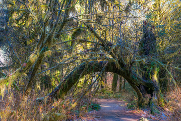 Natural arch from tree trunks. The Hall of Mosses Trail goes through the most beautiful rainforest. Hoh Rain Forest, Olympic National Park, Washington state, USA
