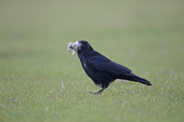 Carrion crow, Corvus corone