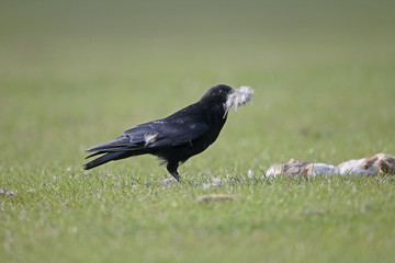 Carrion crow, Corvus corone