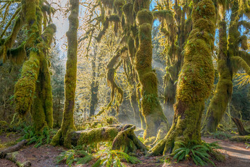 Naklejka premium Fairy forest is filled with old temperate trees covered in green and brown mosses. Hoh Rain Forest, Olympic National Park, Washington state, USA