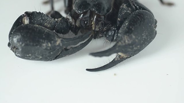 scorpion cleaning arm.