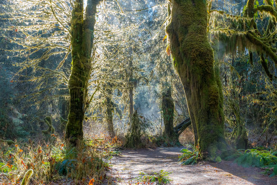 Fototapeta Fairy forest is filled with old temperate trees covered in green and brown mosses. Hoh Rain Forest, Olympic National Park, Washington state, USA