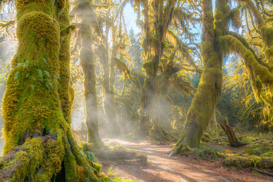Fototapeta Fairy forest is filled with old temperate trees covered in green and brown mosses. Hoh Rain Forest, Olympic National Park, Washington state, USA