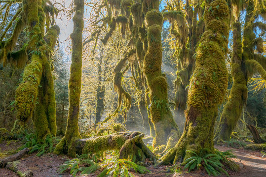 Fototapeta Fairy forest is filled with old temperate trees covered in green and brown mosses. Hoh Rain Forest, Olympic National Park, Washington state, USA
