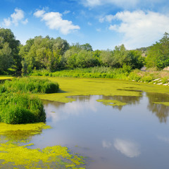 Wet lake with aquatic vegetation.