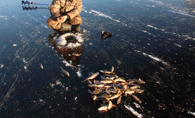 Fisherman hands fishing European perches at an ice hole on the first lake ice