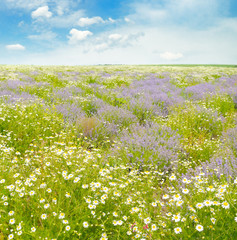 Field with daisies and blue sky, focus on foreground