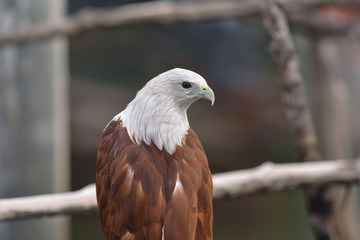 Brahminy Kite