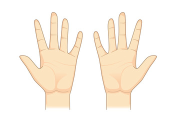 Two palm hand vector on isolated. Illustration about Human body part.