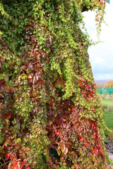 Naklejka premium Virginia creeper (Parthenocissus quinquefolia var. murorum) in autumn foliage climbing a summer cottage wall in the late autumn garden