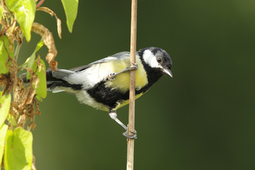 Kohlmeise (Parus major) sitzt an einem Zweig.