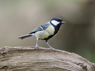 Great tit, Parus major