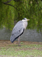 Grey heron, Ardea cinerea