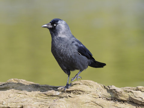 Jackdaw, Corvus Monedula