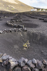 Vineyard on black volcano rocks in Canary Island