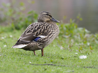 Fototapeta premium Mallard, Anas platyrhynchos