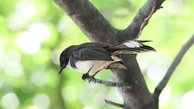 Bird (Pied Fantail Flycatcher, Rhipidura javanica) black color perched on a tree in the garden