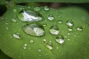 Macro Raindrops