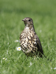 Mistle thrush, Turdus viscivorus