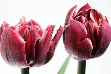 Tulpen gegen weißen Hintergrund