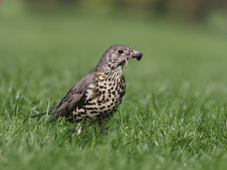 Mistle thrush, Turdus viscivorus