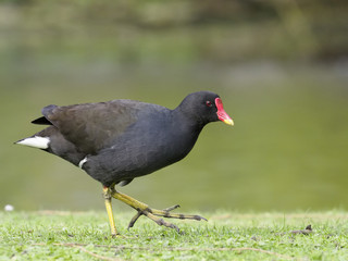 Moorhen, Gallinula chloropus