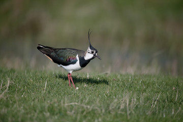 Northern lapwing, Vanellus vanellus