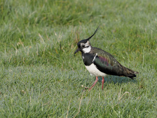 Northern lapwing, Vanellus vanellus