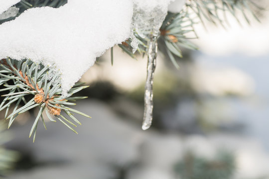 Fototapeta tree and fir-tree