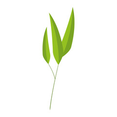bamboo leafs isolated icon vector illustration design