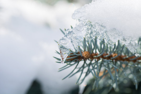 Fototapeta tree and fir-tree