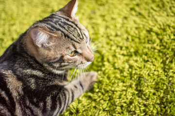 kitten kittens cat cute