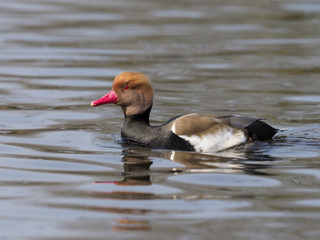 Red-crested pochard, Netta rufina