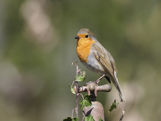 Robin, Erithacus rubecula